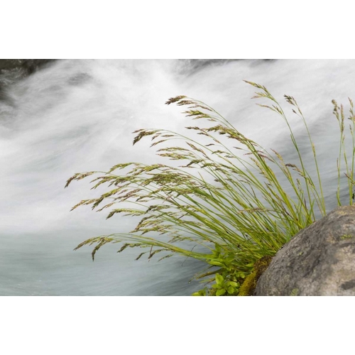 WA, Mount Rainier NP Grass and rushing water